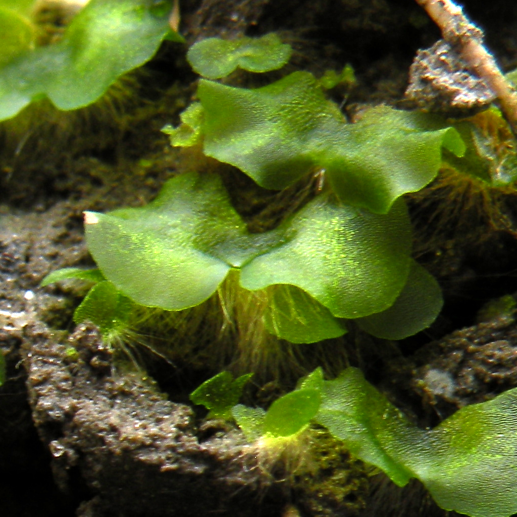 Example of a plant gametophyte